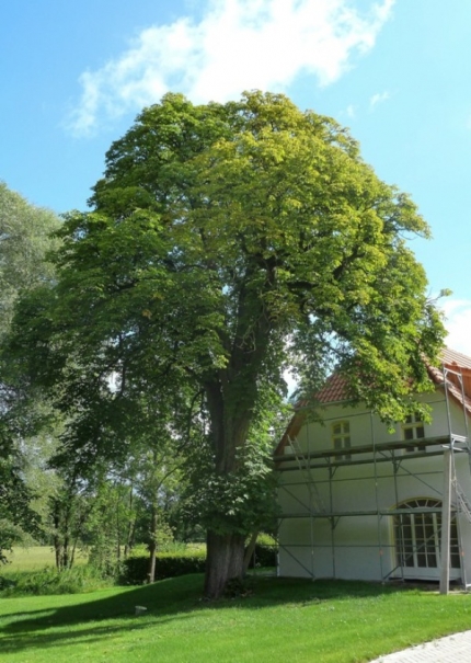 Bild 1 von Kastanie am Schloß Marienloh